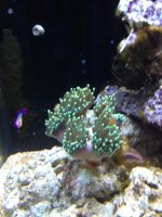 ImageUploadedByReefs1367699873.074650.jpg