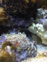ImageUploadedByReefs1367699905.912618.jpg