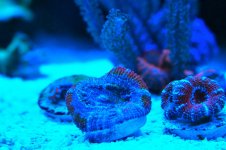 IMG_8699.jpg