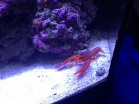 lobster1.jpg