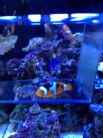 ImageUploadedByReefs1375559755.704256.jpg