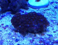 ImageUploadedByReefs1375559766.703231.jpg