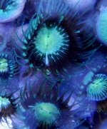 Nuclear Explosion Polyp.jpg
