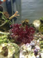 ImageUploadedByReefs1375570919.859728.jpg