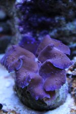 clam1.jpg