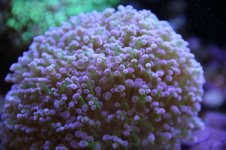 frogspawn.jpg