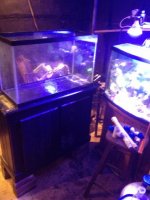 ImageUploadedByReefs1367779629.970532.jpg