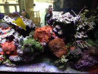 ImageUploadedByReefs2014-02-21 07:21:48 EST.jpg