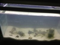 ImageUploadedByReefs1367779730.506475.jpg