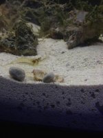 ImageUploadedByReefs1367779741.508818.jpg