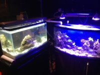 ImageUploadedByReefs1367779751.175456.jpg