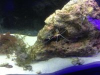 ImageUploadedByReefs1367779777.955584.jpg
