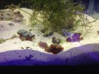 ImageUploadedByReefs1367779788.144161.jpg