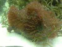 ImageUploadedByReefs1367779818.109906.jpg
