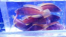 20140218_191240 (1).jpg