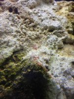ImageUploadedByReefs1367779829.949985.jpg