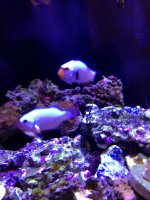 ImageUploadedByReefs1379620345.891478.jpg