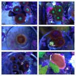 ImageUploadedByReefs1375636885.178751.jpg