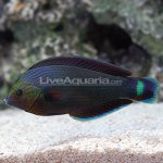 p-75811-dusky-wrasse.jpg