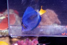 purple_tang.jpg