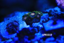 IMG_2525.JPG