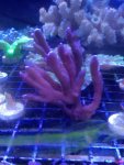 ImageUploadedByReefs1371499244.734382.jpg