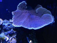 ImageUploadedByReefs1379712857.302971.jpg