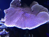 ImageUploadedByReefs1379712888.244308.jpg