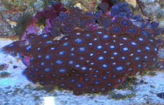 ORANGE CORAL 013.jpg