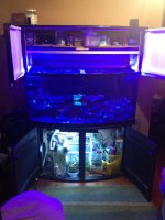 ImageUploadedByReefs1367811667.981781.jpg