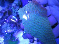 ImageUploadedByReefs1382925474.006127.jpg