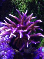 ImageUploadedByReefs1375826611.193721.jpg