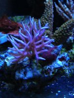 ImageUploadedByReefs1367874112.584606.jpg