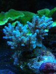 ImageUploadedByReefs1367874133.651023.jpg