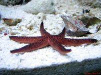 gc9n---asterias_169.jpg