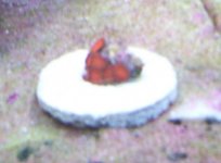 triple red zoos 10_22.jpg