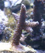 blue millie from rich.jpg