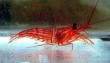Peppermint Shrimp.jpg