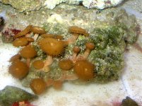 coral 1.jpg coral 1.jpg