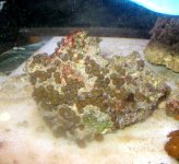 coral 2 .jpg coral 2 .jpg