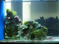 tank pics 035.jpg