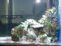 tank pics 037.jpg