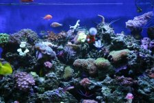 FULL TANK 004.jpg