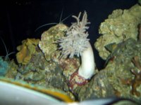 Spaghetti leather.jpg