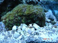 Blue Dotted Jaw Fish.jpg