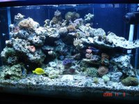 Reef Pic 1.jpg