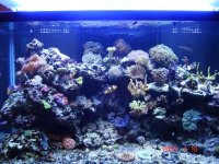 New tank Photo jan.jpg