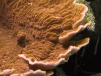orange monti cap.jpg