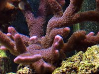 purpl montipora.jpg