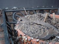 bird1.jpg